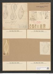 Diatomeae indet. (de-Toni-Nr.: Species 2537) Zeichnungen Sammlung Grunow Nr. 5039 (NHMW-BOT-W0373298)